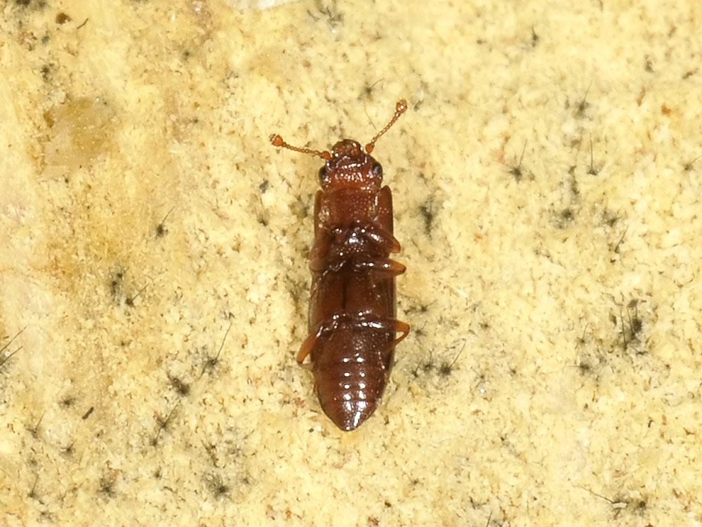 Monotomidae da identificare: Rhizophagus sp.